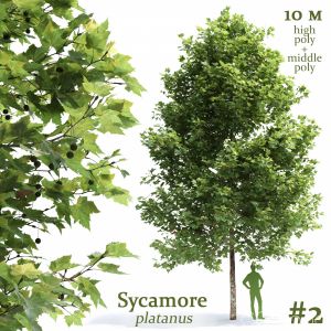 Plane-tree Sycamore Platanus #2