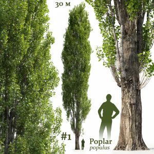 Poplar Populus #1