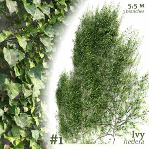 Ivy Hedera Helix #1