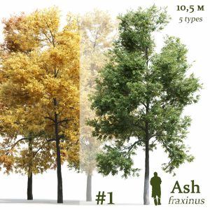 Ash-tree Fraxinus #1