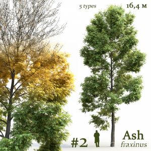 Ash-tree Fraxinus #2