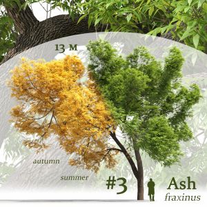 Ash-tree Fraxinus #3