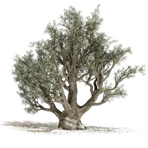 Olive Tree