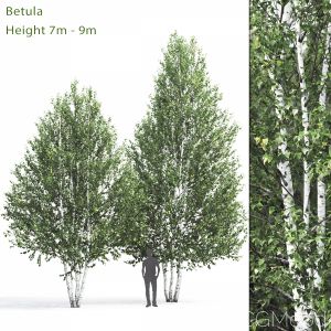 Betula #1 (7-9m)