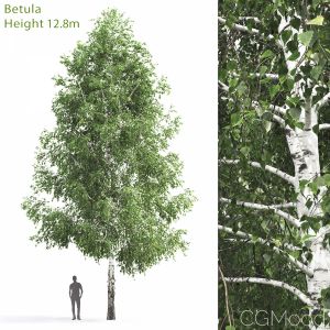 Betula #3(12.8m)