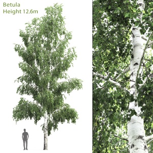 Betula #4(12.6m)