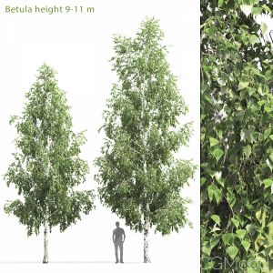 Betula #5(9-11m)