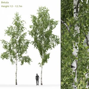 Betula #8 (12-12.7m)