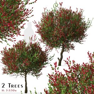 Set Of Photinia Fraseri Tree ( Christmas Berry )