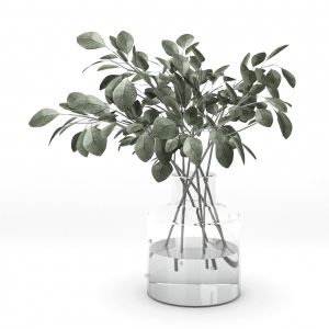 Indoor Eucalyptus Plant In Glass Vase