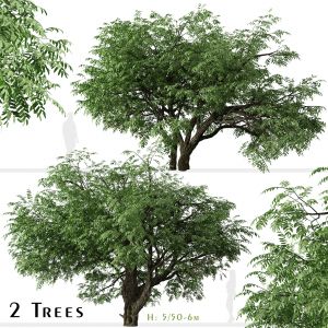 Set Of California Black Walnut Tree ( Juglans )