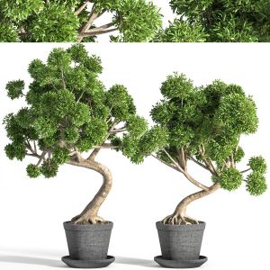 Plant Bonsai 04