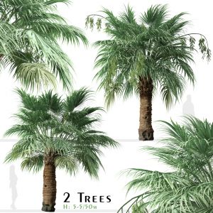 Set of Blue Hesper Palm Tree (Brahea armata)