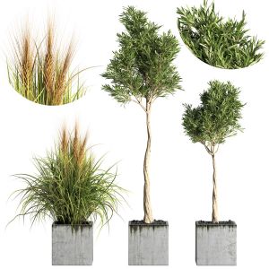 Outdoor Plants Tree 18(olive And Wheat)