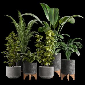 Indoor Plant Collection 01