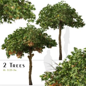 Set of Liquidambar styraciflua Tree (Sweetgum)