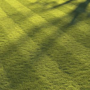 Football Pitch Lawn