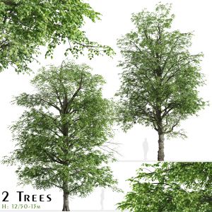 Set Of White Alder Tree (alnus Rhombifolia)