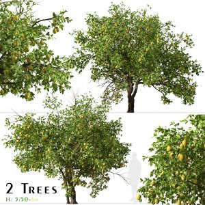 Set of Lemon Tree (Citrus limon) (2 Trees)