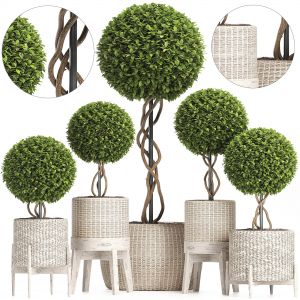 Wicker Woven Tree Topiary - Indoor Plant 222