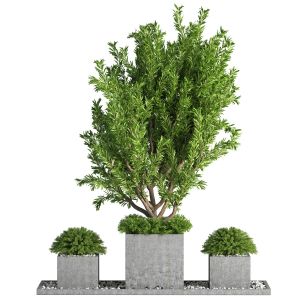 Outdoor Plants Tree 19