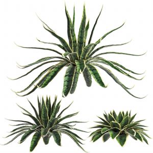 Agave Sansevieira Outdoor Plant Set 216