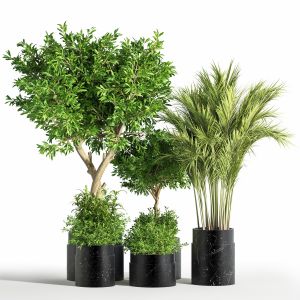 Indoor Plant Set 31