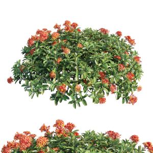 Ixora Plant Set 33