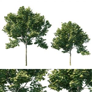 Acer Rubrum Green 04