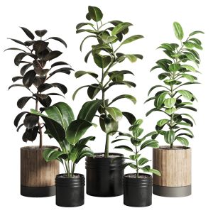 Ficus Rubbery Plant Collection 165_dirty Wooden An