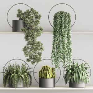 Hanging Plants And Indoor Plant Set 61