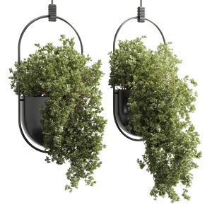 Collection Indoor Plants Hanging Pot 15