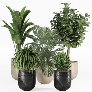 Plant Collection 010