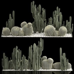 Plants Desert Flowerbed With Cactus