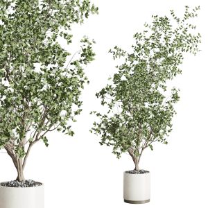 Ficus Benjamin Tree And Concrete Vase 239