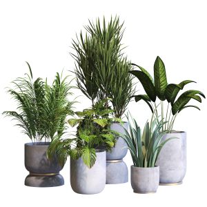 Interior Plant Collaction Set 294