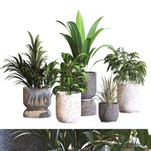 Interior Plant Collaction Set 295