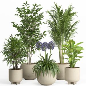 Indoor Plant Set 026