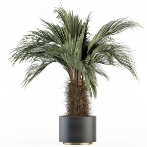 Indoor Plant Set 259 - Palm Plant In Pot