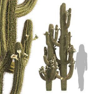 Saguaro Cactus Of Arizona