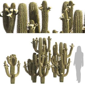 Saguaro Cactus Cluster Of Arizona