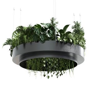 Hanging Plants Collection Indoor Plant 241 Metal