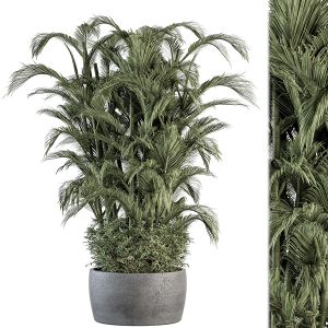 Outdoor Plant Set 259 - Big Palm In Pot