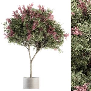 Outdoor Plant Set 265 - Crape Myrtle In Potp