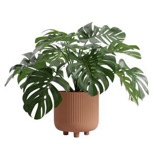 Design Pot Plant Monstera Deliciosa