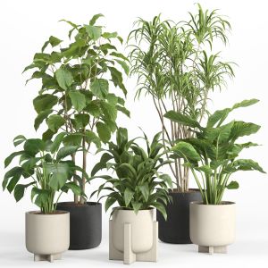 Indoor Plant Set 027