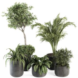 Indoor Plant Set 255 - Plant Set In Pot