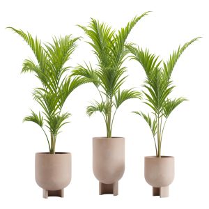 Palm Set - Ravenea Rivularis