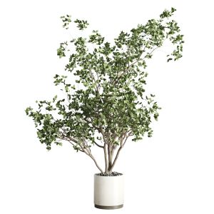 Ficus Benjamin Tree And Concrete Pot 239