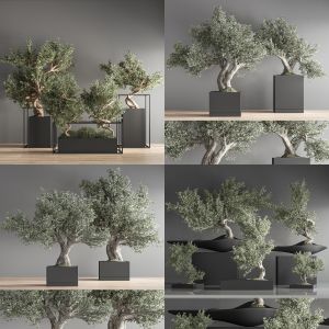 8 Set Bonsai Collection Vol 2